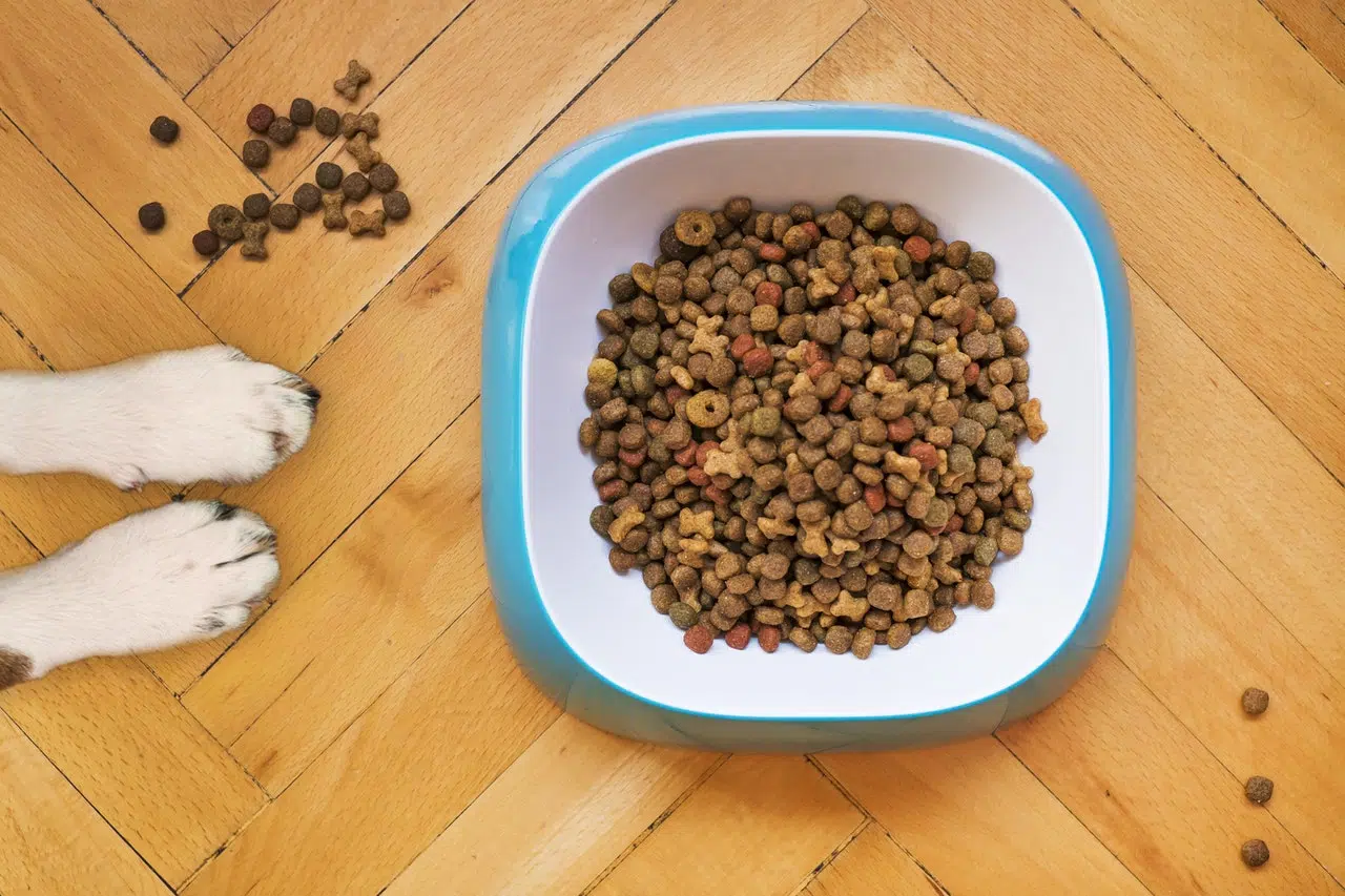 Les bienfaits des croquettes pour chien