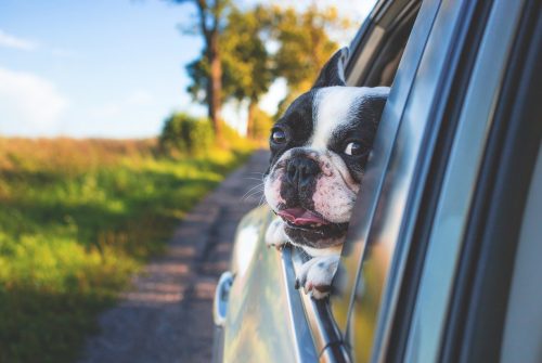 Comment voyager en famille avec son chien dans la voiture 