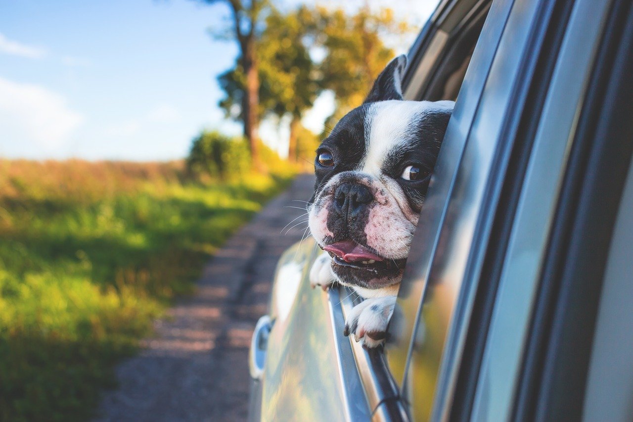 Comment voyager en famille avec son chien dans la voiture 