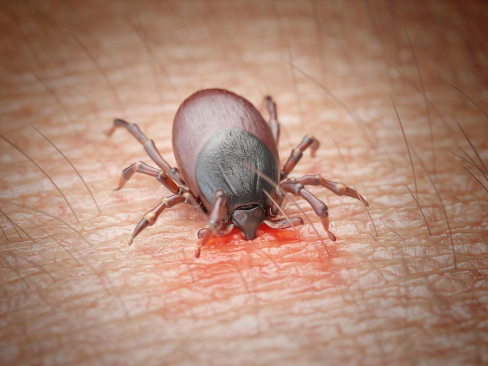 Quel test fiable pour la maladie de Lyme ?