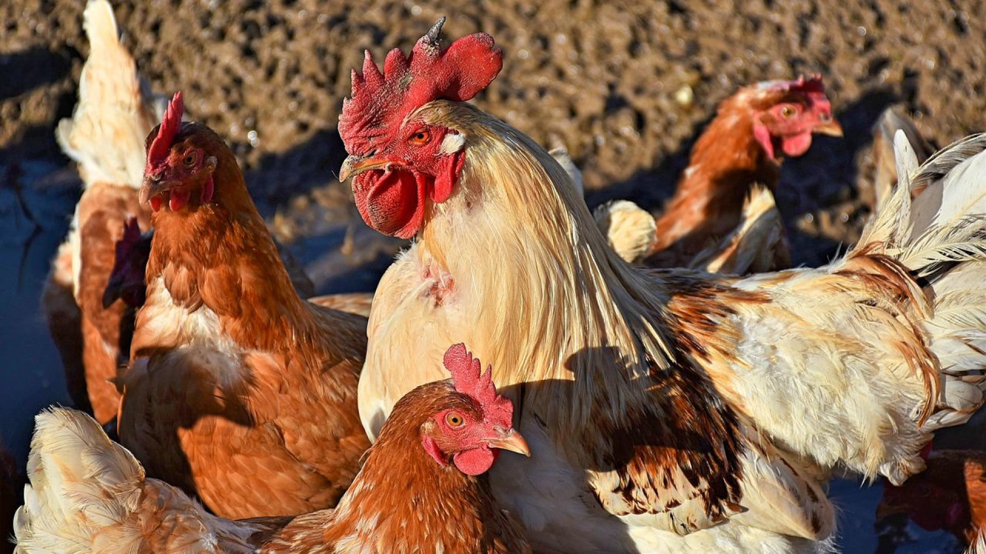 Comment choisir son abreuvoir à poules ?