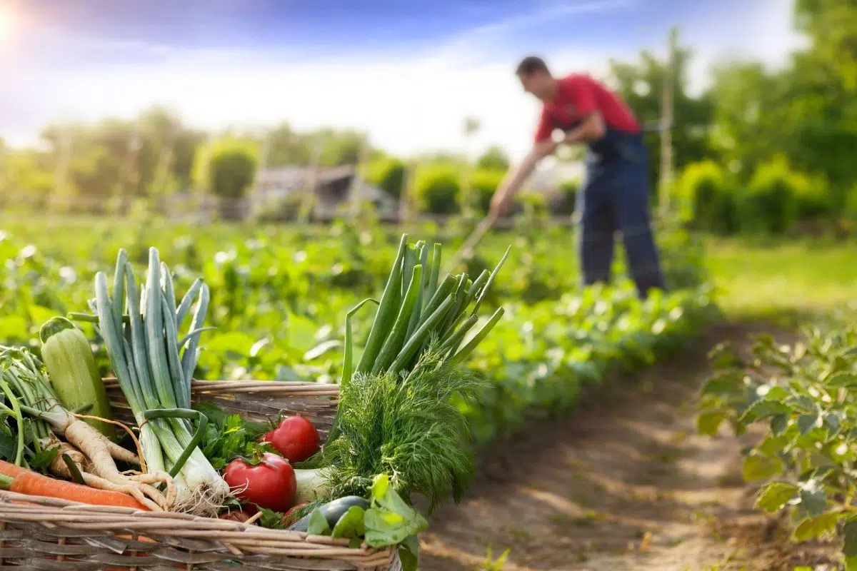 Potager facile : les conseils pour bien démarrer