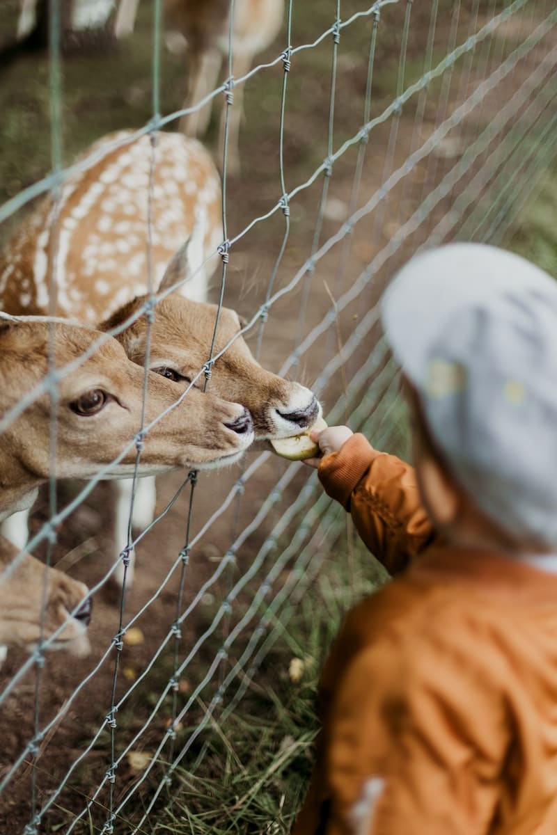Où se former pour devenir soigneur animalier ?