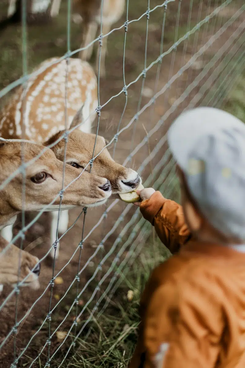 Où se former pour devenir soigneur animalier ?