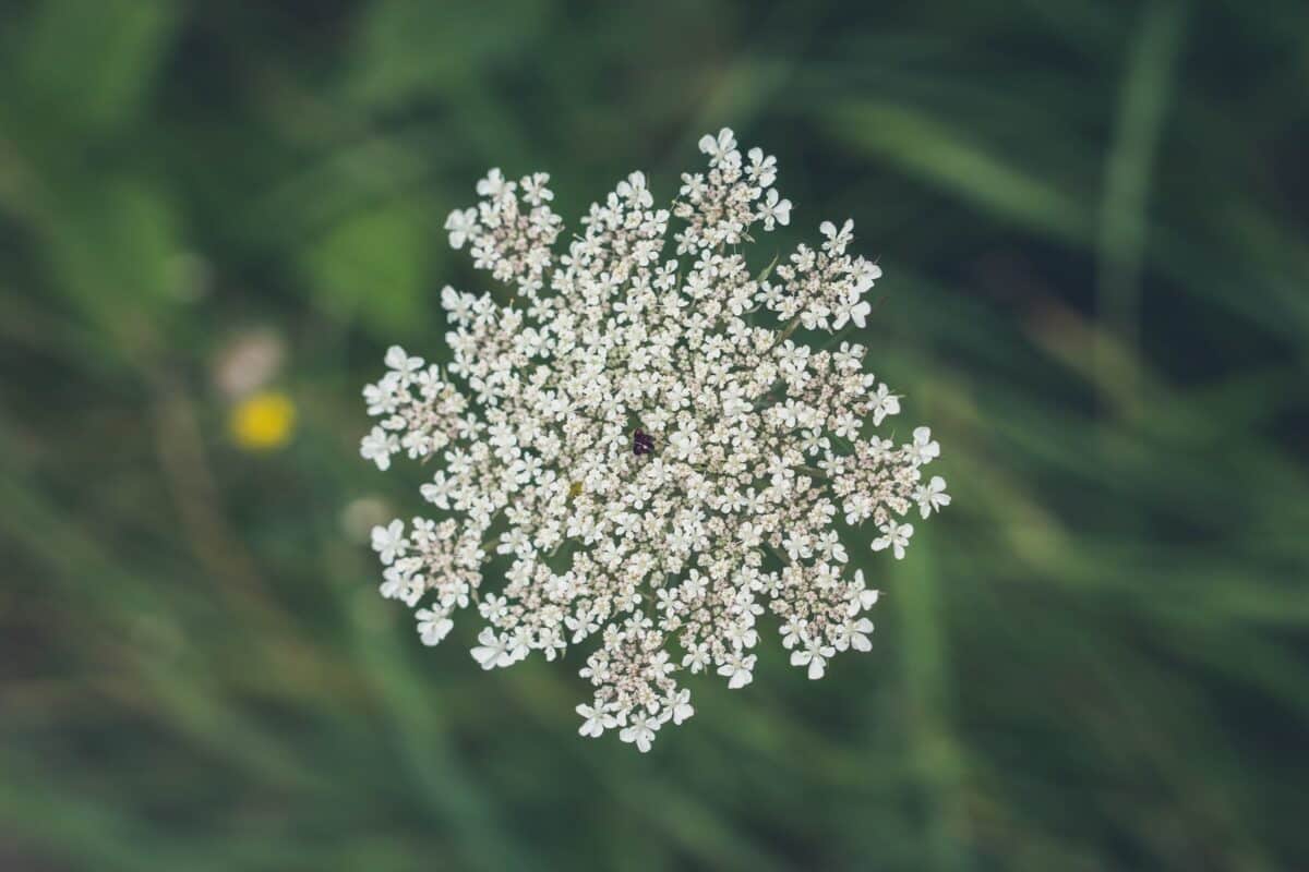 Noisette de terre : cette plante comestible sauvage facilement identifiable